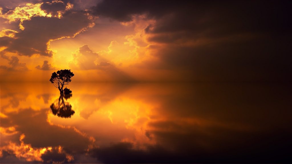 L'arbre au bord de la mer