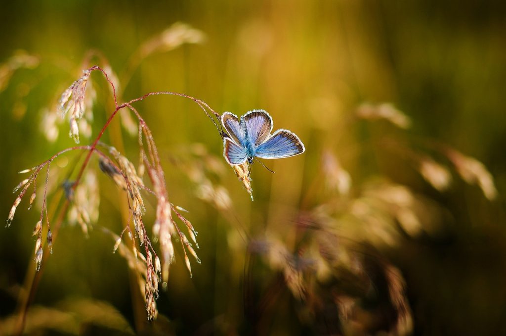 Minute Papillon